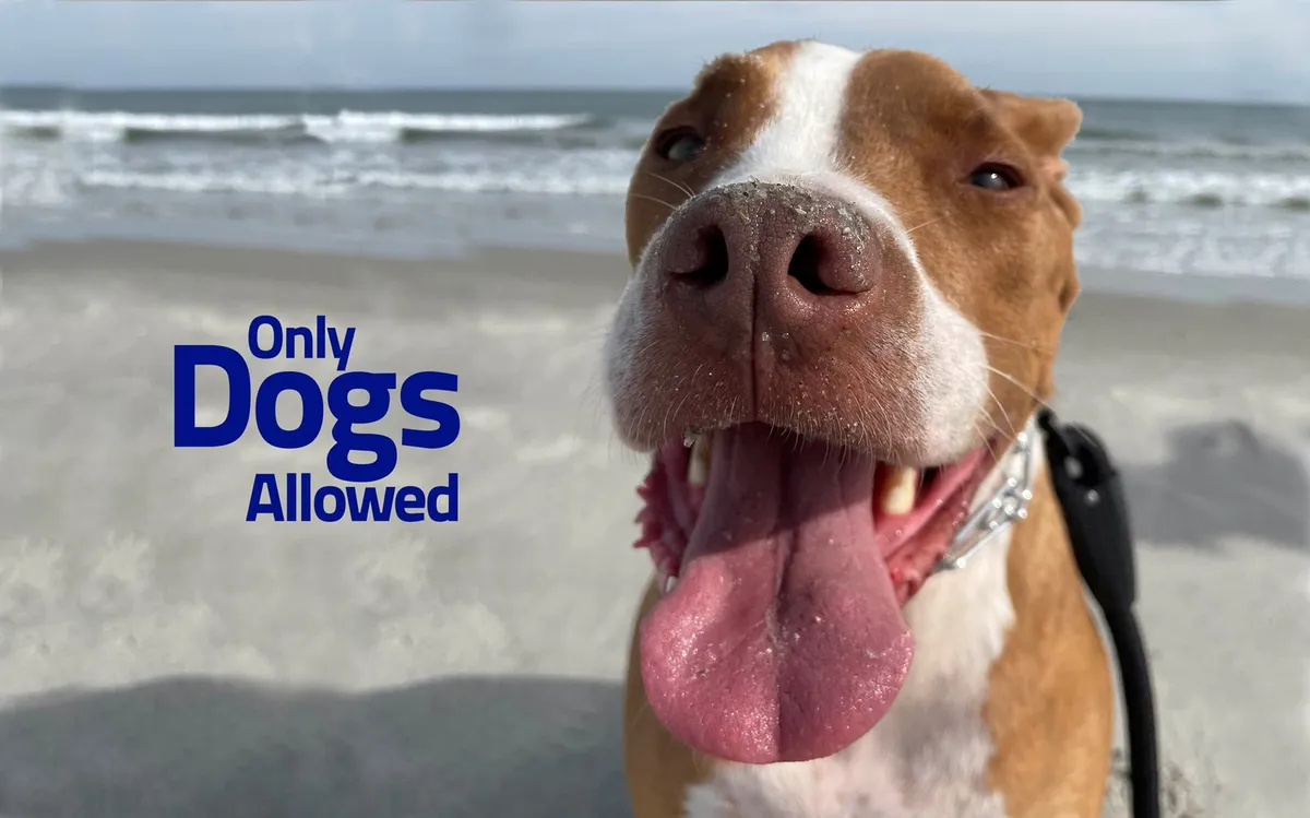 A joyful dog at the beach, set against a sandy backdrop, capturing the pet-friendly nature of the property and the comfort extended to furry family members.
